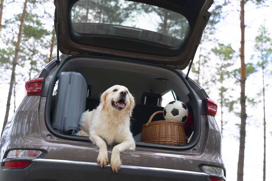 Levar o pet na viagem de férias